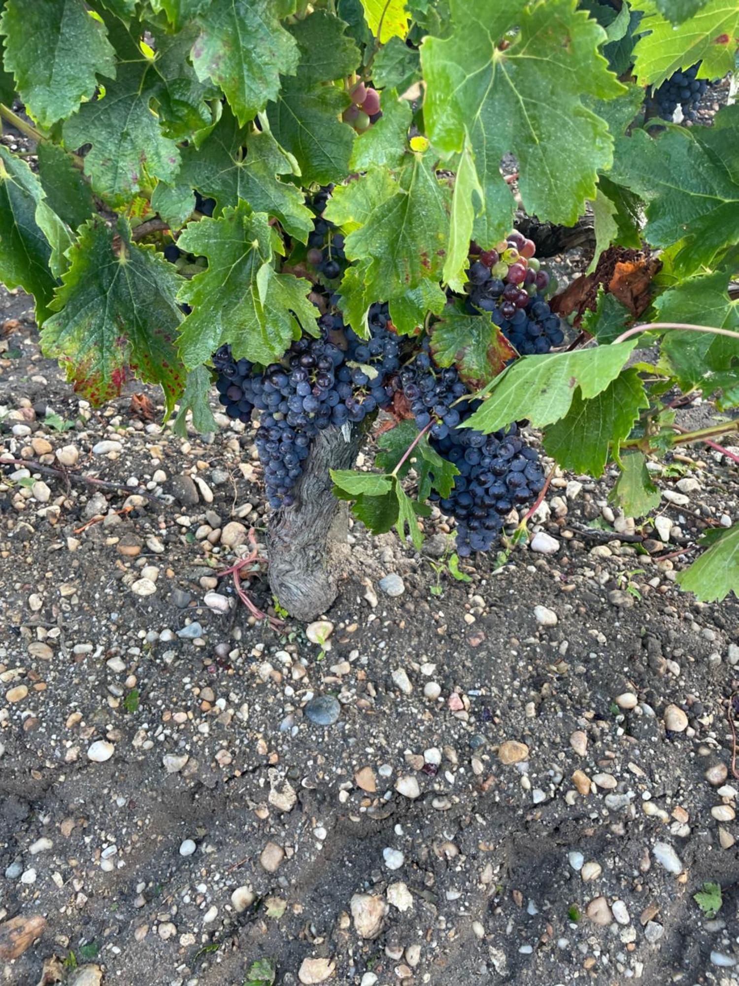 Domaine Des Quatre Terres Lesparre-Médoc Exterior foto